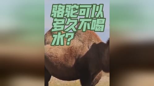 骆驼可以多久不喝水？