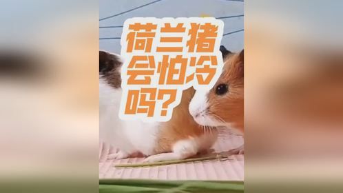 荷兰猪为什么会怕冷？