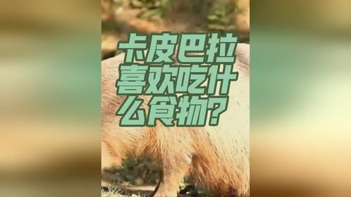 卡皮巴拉吃什么食物？