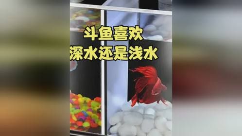 斗鱼喜欢深水还是浅水？养斗鱼水位多深比较合适？