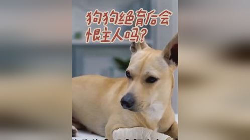狗狗绝育后会恨主人吗？