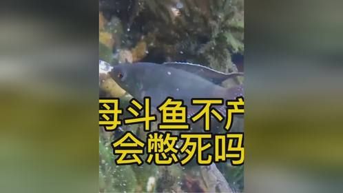 母斗鱼不产卵会憋死吗？母斗鱼产卵的时候要怎么做？