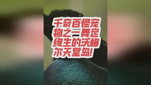 千奇百怪宠物之一舞定终身的沃格尔极品天堂鸟！