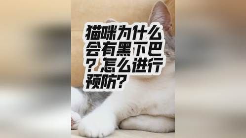 猫咪为什么会出现黑下巴，怎么进行预防？内容启发搜索