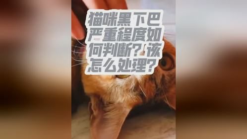 猫咪黑下巴严重程度如何判断？怎么简单处理？
