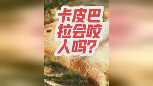 卡皮巴拉会咬人吗？