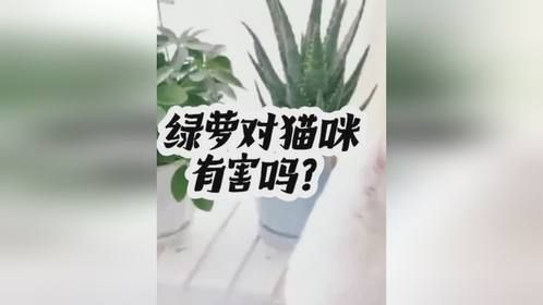 绿萝对猫咪有害吗？