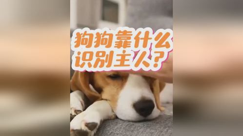 狗狗靠什么来识别主人？