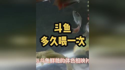 斗鱼一个星期喂一次会饿死吗？斗鱼多久喂一次？