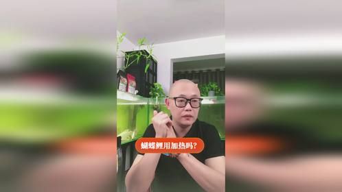 蝴蝶鲤用加热吗？