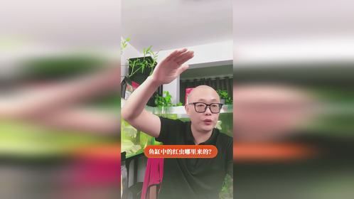 鱼缸中的红虫哪里来的？