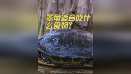 墨龟适合喂食什么食物？