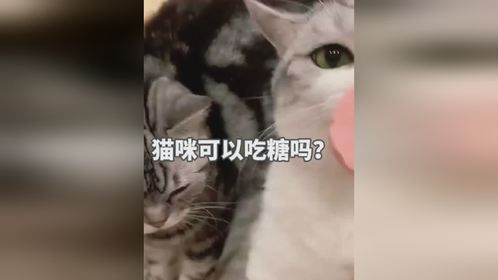 猫咪可以吃糖吗？