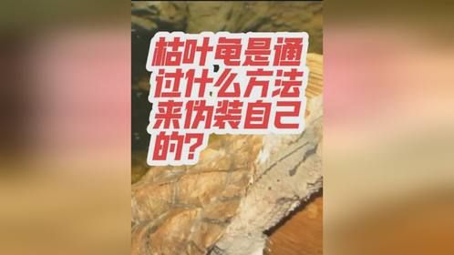 枯叶龟是通过什么方法来伪装自己的？