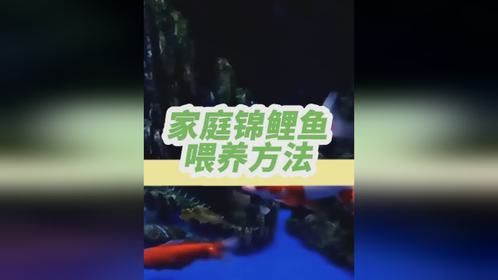 家庭养锦鲤的办法