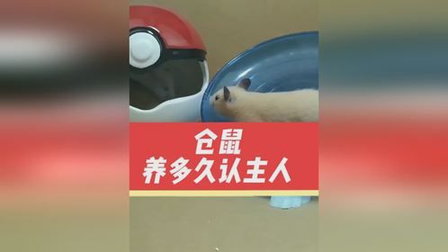 仓鼠一般养多久认主人？日常