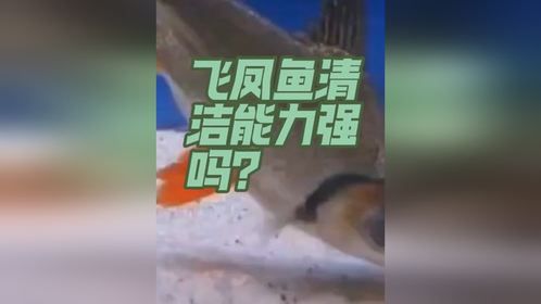 飞凤鱼清洁护理能力强吗？