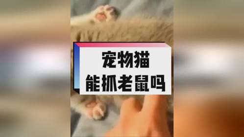 宠物猫能抓老鼠不？为什么有些猫不会抓老鼠？