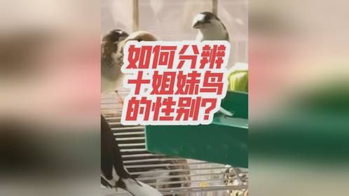 如何分辨十姐妹鸟的性别？