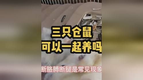 三只仓鼠可以一起养吗？