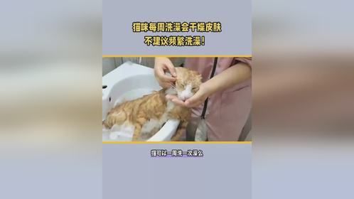 猫咪可以一周洗一次澡吗？