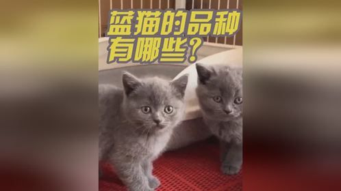 蓝猫的品种有哪些？