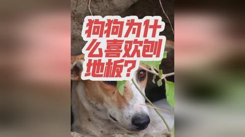 狗狗为什么喜欢刨地板？