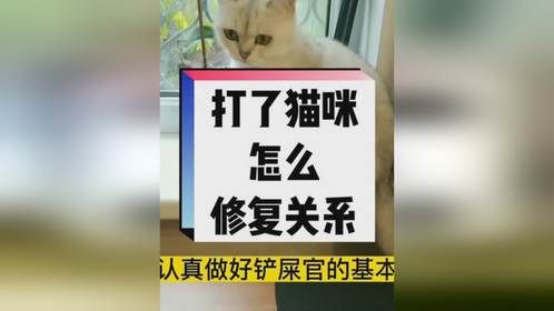 打了猫咪怎么修复关系？铲屎官快来学习！
