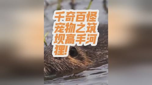 千奇百怪宠物之筑坝高手河狸！