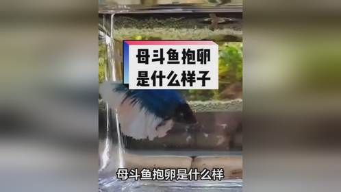 母斗鱼抱卵是什么样？