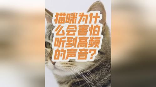 猫咪为什么会害怕听到高频声音呢？内容启发搜索