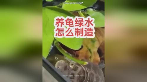 绿水养龟是怎么制造绿水的？绿水养龟粪便怎么处理？
