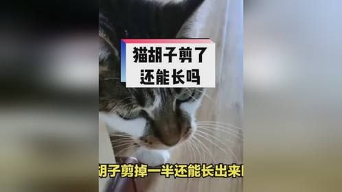 猫咪胡子剪了一半还能长出来吗？
