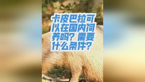 卡皮巴拉可以在国内饲养吗？需要什么手续和条件？