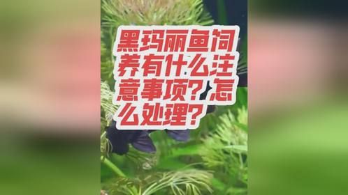 黑玛丽鱼饲养有什么注意事项？怎么处理？