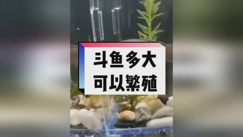 斗鱼一年可以繁殖几次？斗鱼多大可以繁殖？繁殖