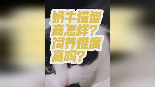 奶牛猫的智商高吗？饲养难度怎样？