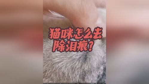 猫咪怎么去除泪痕？的迷惑行为护理