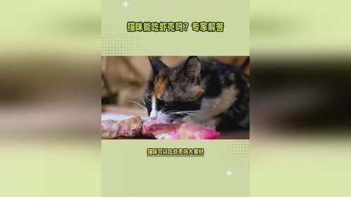 猫咪可以吃虾壳吗？宠物百科