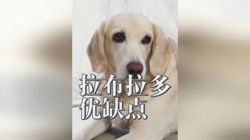 拉布拉多和泰迪各自有什么优缺点？