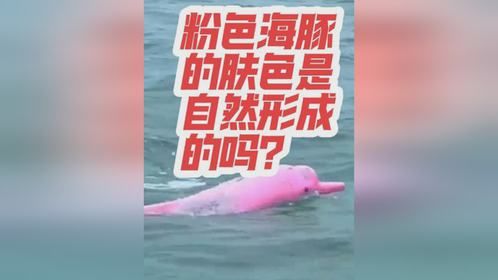 粉色海豚肤色是自然形成的，言其是运动后血液循环形成的是不对的