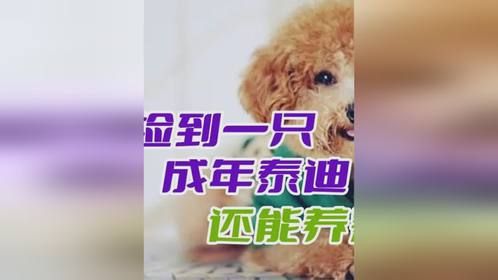 捡到一只成年泰迪能养熟吗？