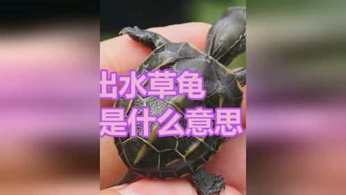 出水草龟是什么意思，它比温室草龟更好吗？