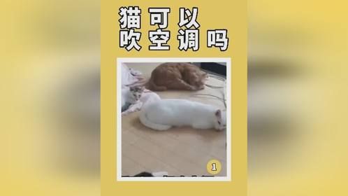 猫可以吹空调吗？猫咪吹空调会感冒吗？