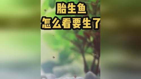 胎生鱼怎么看它是不是快生了？