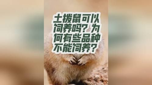 土拨鼠可以饲养吗？为什么有些品种的土拨鼠不能饲养？旱獭