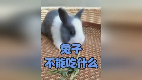 兔子不能吃什么？
