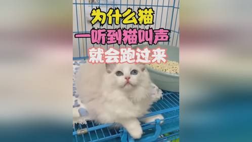 为什么猫听到猫叫声就会过来？咪的迷惑行为咪