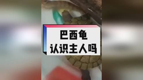 巴西龟认识主人吗？