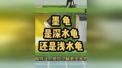 墨龟是深水龟还是浅水龟？养墨龟（草龟）水位多少合适？